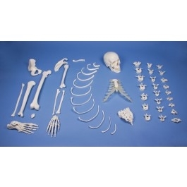 Zdjęcie Szkielet rozmontowany (kolekcja kości)