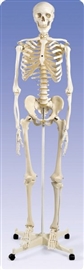 Zdjęcie Szkielet człowieka 170 cm