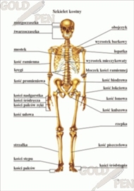 Zdjęcie Człowiek –szkielet  i praca mięśni