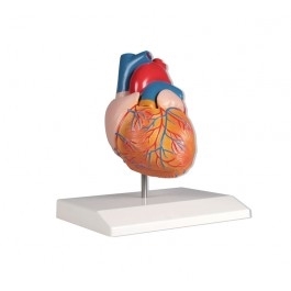 Zdjęcie Model serca, 2 części