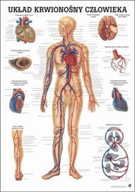 Zdjęcie Układ krwionośny - plansza / laminowana