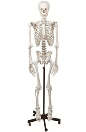 Zdjęcie Szkielet człowieka 