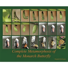 Zdjęcie Metamorfoza motyla monarchy