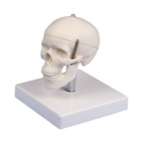 Miniaturowy model 3. częściowej czaszki