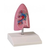 Model połowy prawego płuca