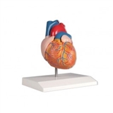 Model serca, 2 części