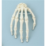 Szkielet dłoni