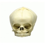 Model czaszki płodu w 34.tygodniu