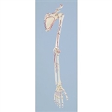 Szkielet dłoni z kością łopadkową i oznaczen