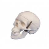 Miniaturowy model 3. częściowej czaszki