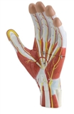 Dłoń, anatomia, model 3-częściowy