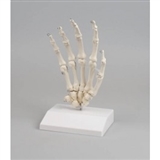 Szkielet dłoni z podstawą