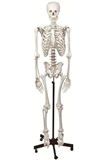 Szkielet człowieka 