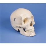 Model 4.częściowy czaszki stomatologicznej