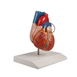 Model serca z baypassami
