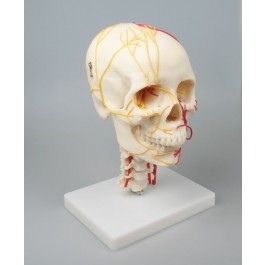 Zdjęcie Model czaszki z układem naczyniowym