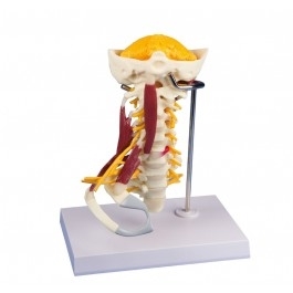 Zdjęcie Model odcinka szyjnego z mięśniami