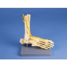 Zdjęcie Układ kostny nogi z głównymi nerwami