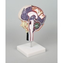 Zdjęcie Model krążenia płynu mózgowo-rdzeniowego