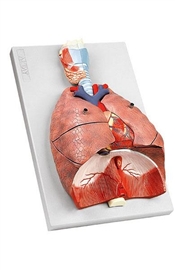 Zdjęcie Układ oddechowy człowieka, model  7-częściow