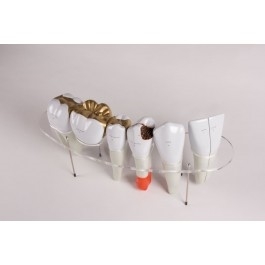 Zdjęcie Zestaw modeli zębów, 10x powiększenie