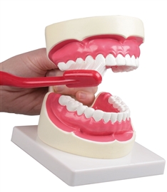 Zdjęcie Model do higieny jamy ustnej