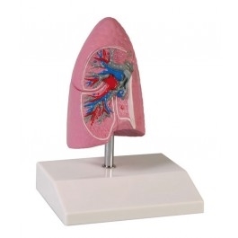 Zdjęcie Model połowy prawego płuca