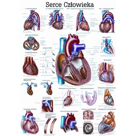 Zdjęcie Serce człowieka - plansza / papier kredowy