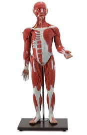 Zdjęcie Figura mięśniowa człowieka, model 30-częścio