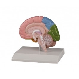 Zdjęcie Model mózgu