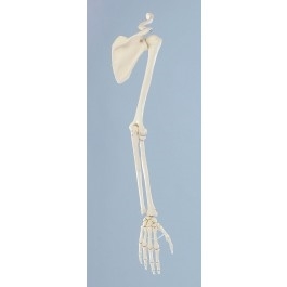 Zdjęcie Szkielet ramienia  z obręczą barkową