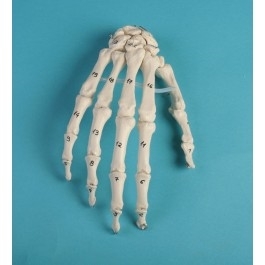Zdjęcie Szkielet dłoni z numeracją kości
