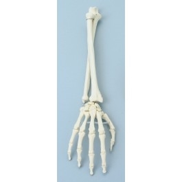 Zdjęcie Szkielet ręki z przedramieniem