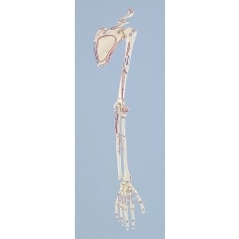 Zdjęcie Szkielet dłoni z kością łopadkową i oznaczen