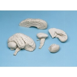 Zdjęcie Miękki model mózgu, 8.części