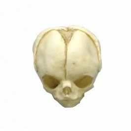 Zdjęcie Model czaszki płodu w 20.tygodniu