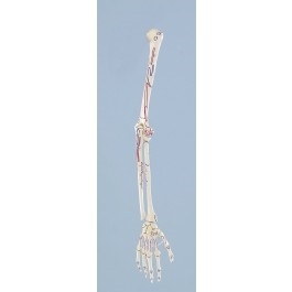 Zdjęcie Układ kostny ramienia z oznaczeniami mięśni