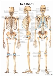 Zdjęcie Szkielet człowieka -plansza / papier kredowy