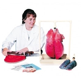 Zdjęcie Demonstracyjny model płuc