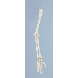 Zdjęcie Układ kostny ręki