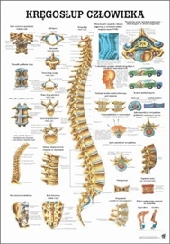 Zdjęcie Kręgosłup człowieka - plansza/laminowana