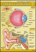 Zdjęcie Anatomia człowieka - zestaw 17 plansz