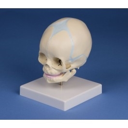 Zdjęcie Model czaszki 30.tygodniowego płodu