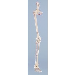 Zdjęcie Układ kostny nogi z oznaczeniami mięśni