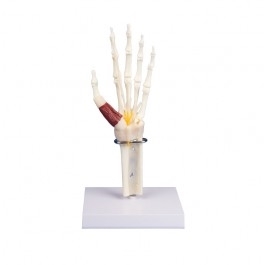 Zdjęcie Model dłoni i nadgarstka z zespołem cieśni
