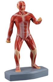 Zdjęcie Figura mięśniowa człowieka, mini