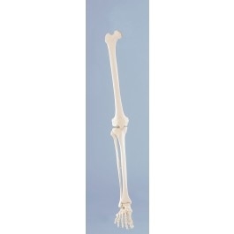 Zdjęcie Układ kostny nogi