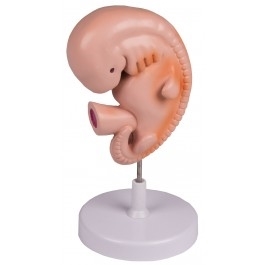 Zdjęcie Model 4.tygodniowego embrionu ludzkiego