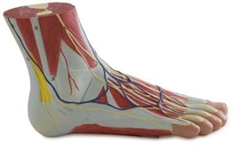 Zdjęcie Stopa, anatomia topograficzna, model  3-częś
