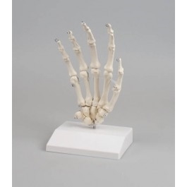 Zdjęcie Szkielet dłoni z podstawą